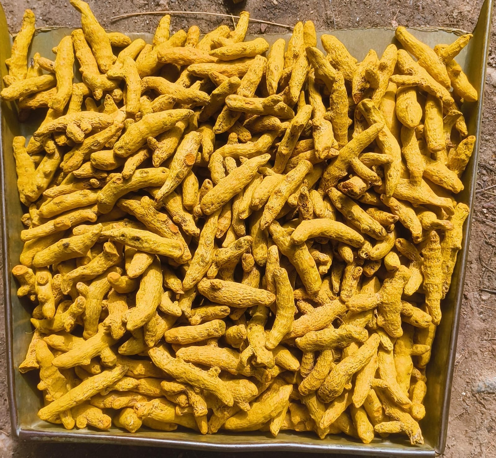 Premium Salem Dried Turmeric Rhizomes and Powder